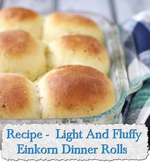 Recipe Light And Fluffy Einkorn Dinner Rolls