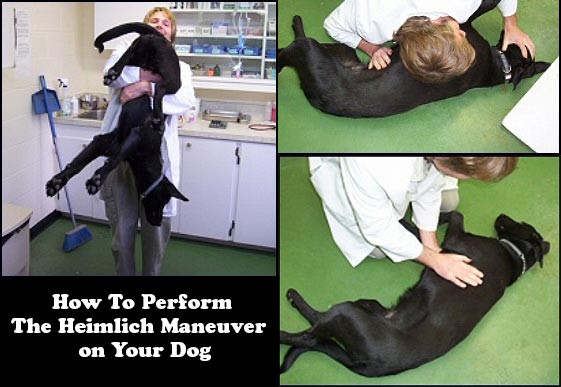 How To Perform the Heimlich Maneuver and CPR on Your Dog