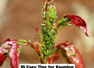 keep your garden pest-free 10 Easy Tips for Keeping Your Garden Pest-Free