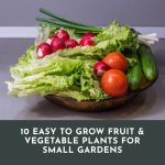 10 Easy To Grow Fruit & Vegetable Plants for Small Gardens