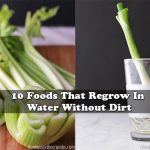 10 Foods That Regrow In Water Without Dirt