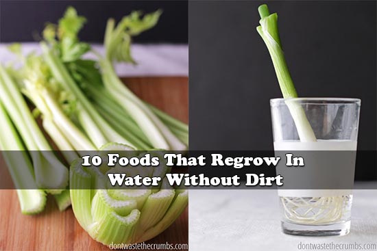 10 Foods That Regrow In Water Without Dirt