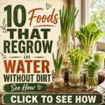 10 Foods That Regrow In Water Without Dirt 🌱💧