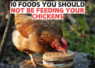 10 Foods You Should Not Be Feeding Your Chickens 10 Foods You Should Not Be Feeding Your Chickens