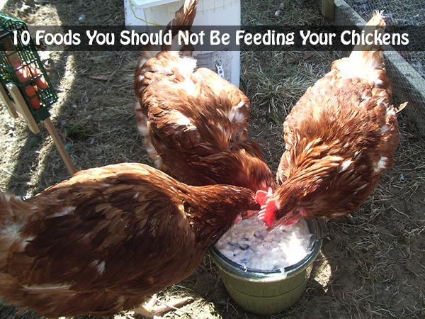 10 Foods You Should Not Be Feeding Your Chickens