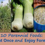 10-Perennial-Foods-Plant-Once-and-Enjoy-Forever