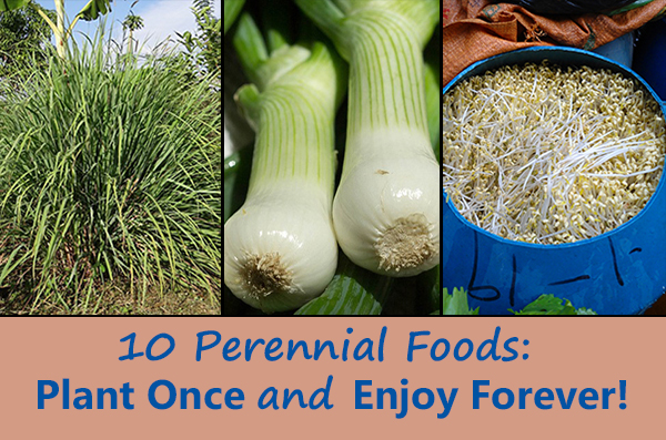 10-Perennial-Foods-Plant-Once-and-Enjoy-Forever