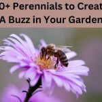 10+ Perennials to Create A Buzz in Your Garden