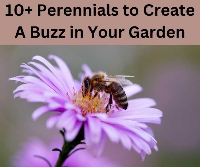 10+ Perennials to Create A Buzz in Your Garden