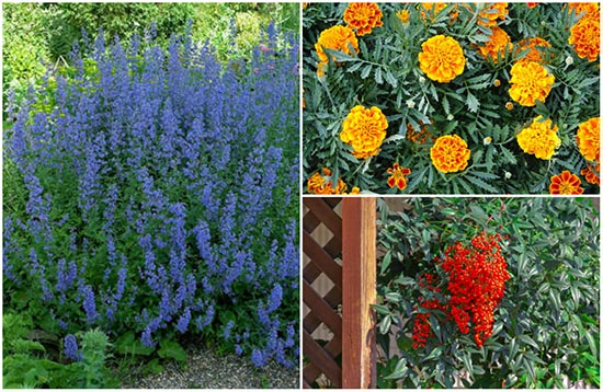 10 Plants That Survive With or Without You