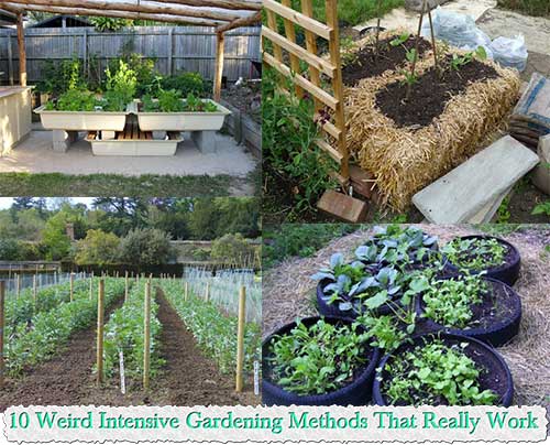 10 Weird Intensive Gardening Methods That Really Wor