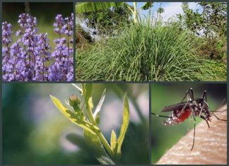 11 Plants That Repel Mosquitoes 11 Plants That Repel Mosquitoes