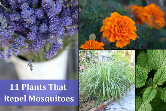 11 Plants That Repel Mosquitoes