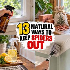 13 Natural Ways to Rid Your House of Spiders 13 Natural Ways to Rid Your House of Spiders