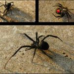 13 Natural Ways to Rid Your House of Spiders