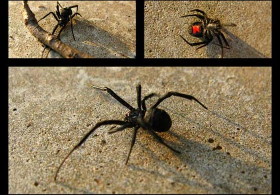 13 Natural Ways to Rid Your House of Spiders