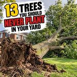13 Trees You Should Never Plant In Your Yard