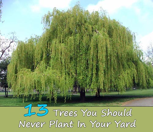 13-Trees-You-Should-Never-Plant-In-Your-Yard