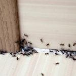 15 Ways To Keep Ants Away