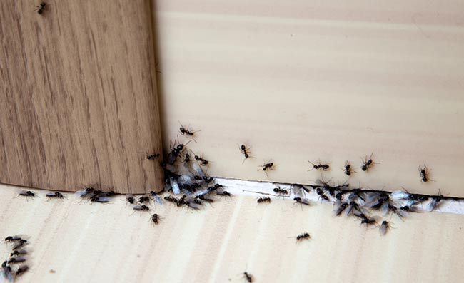 15 Ways To Keep Ants Away