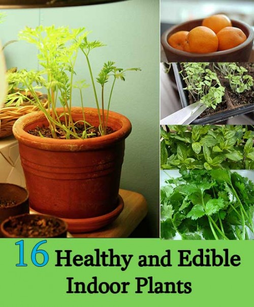 16 Healthy and Edible Indoor Plants