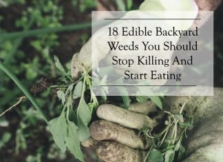 18 Delicious Edible Backyard Weeds 18 Delicious Edible Backyard Weeds