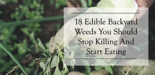 18 Delicious Edible Backyard Weeds