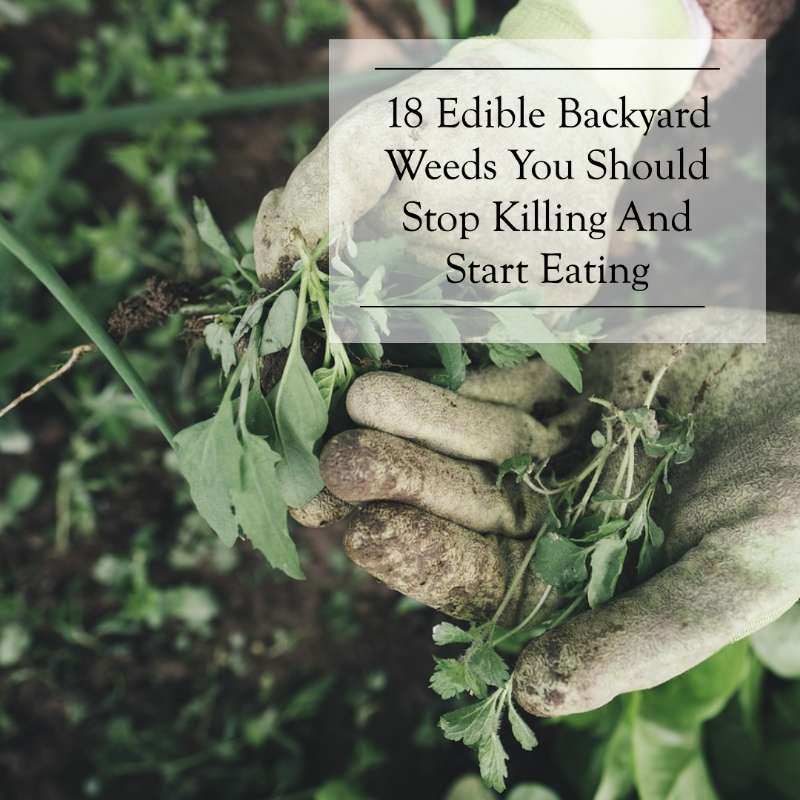 18 Delicious Edible Backyard Weeds
