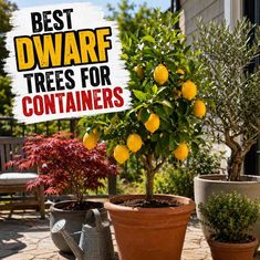Best Dwarf Trees For Containers 20 Best Dwarf Trees for Containers