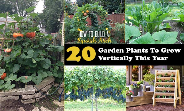 20 Garden Plants To Grow Vertically This Year