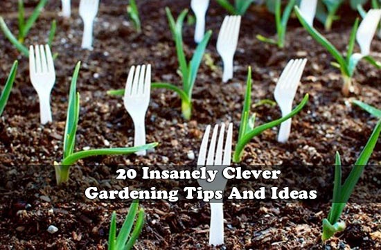 20 Insanely Clever Gardening Tips And Ideas