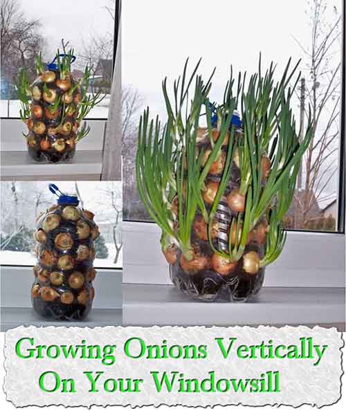 Growing Onions Vertically On Your Windowsill Growing Onions Vertically On Your Windowsill