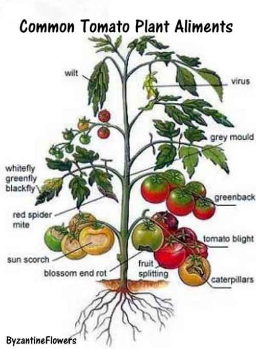 Organic Tomato Garden 101 