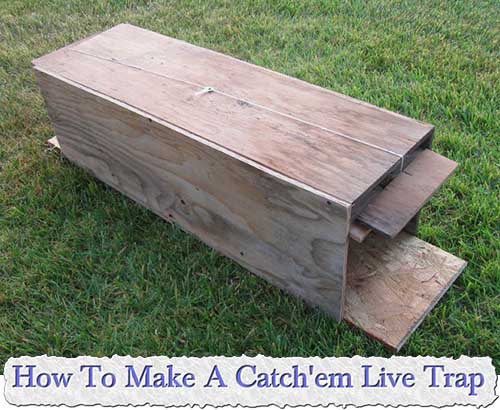 How To Make A Catch'em Live Trap