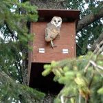 How To Make And Erect A Barn Owl Nestbox