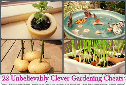22 Unbelievably Clever Gardening Cheats