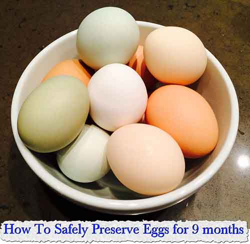 How To Safely Preserve Eggs for 9 months