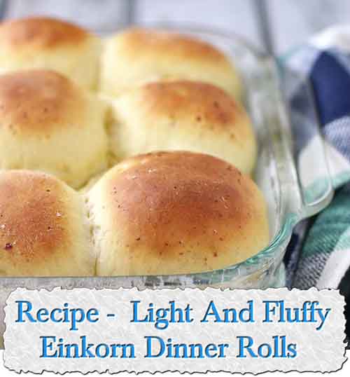 Recipe - Light And Fluffy Einkorn Dinner Rolls