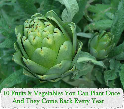 10 Fruits & Vegetables You Can Plant Once And They Come Back Every Year
