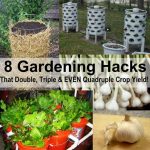 8 Outstanding Gardening Hacks That Can Double, Triple & Even Quadruple Crop Yield