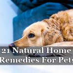 21 Natural Home Remedies For Pets