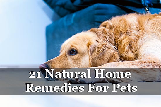 21 Natural Home Remedies For Pets