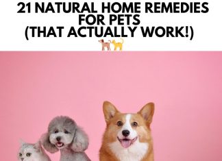 21 Natural Home Remedies For Pets 21 Natural Home Remedies for Pets