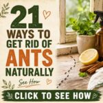 21 Ways To Get rid Of Ants Naturally