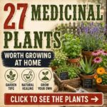 27 Medicinal Plants Worth Your Garden Space (updated 34)