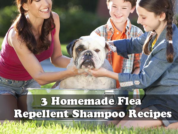 3 Homemade Flea Repellent Shampoo Recipes