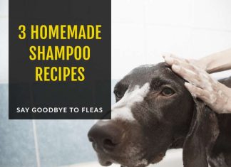 3 Homemade Flea Repellent Shampoo Recipes 3 Homemade Shampoo Recipes