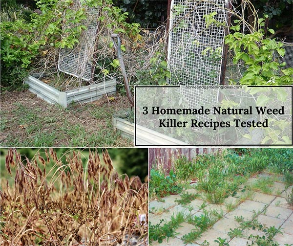 3 Most Popular Homemade Weed Killer Recipes