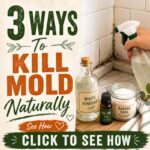 3 Ways To Kill Mold Naturally