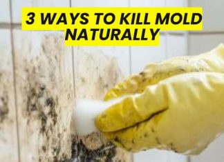 3 Ways To Kill Mold Naturally 3 Ways To Kill Mold Naturally